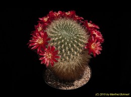 Sulcorebutia santiaginiensis HS68 (jolantana n.n.) 2262